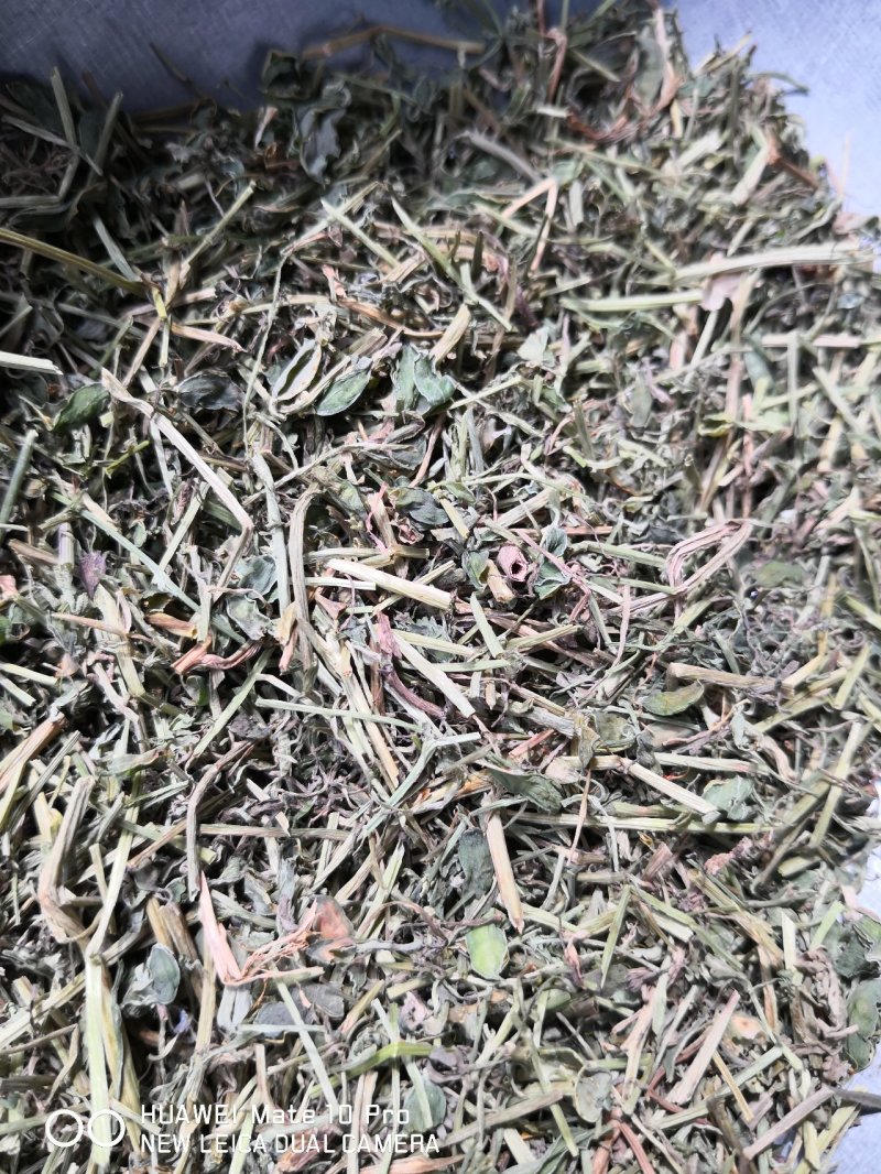 苦地丁干货散装产地直销量大从优欢迎选购