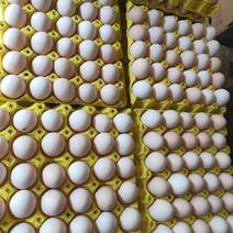 农家鸡厂里饲养鸡蛋
