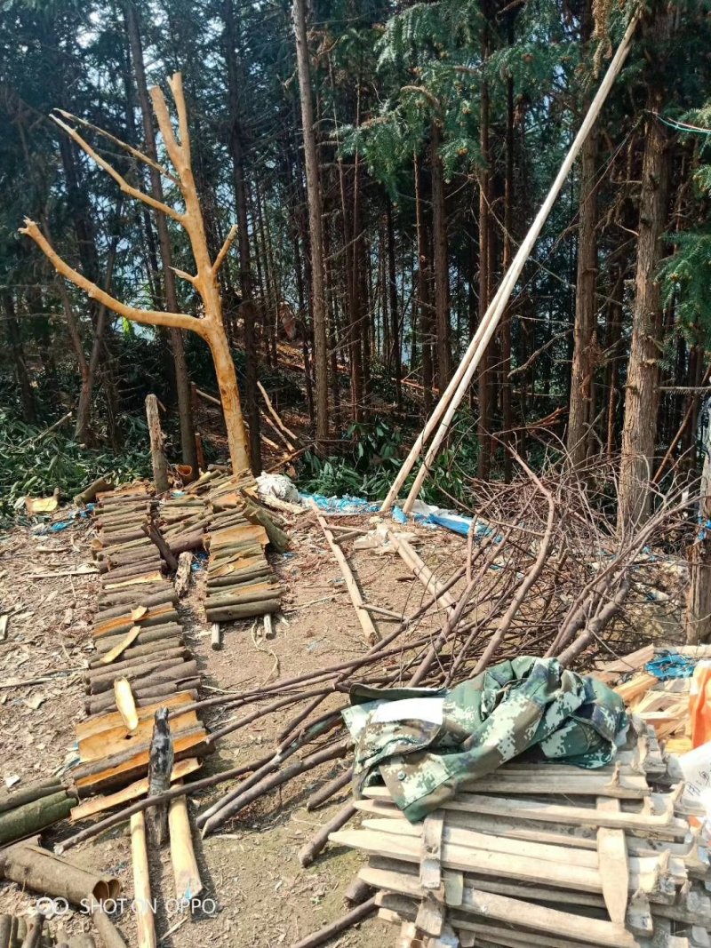 云南省屏边县，新货桂皮