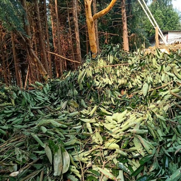 云南省屏边县，新货桂皮