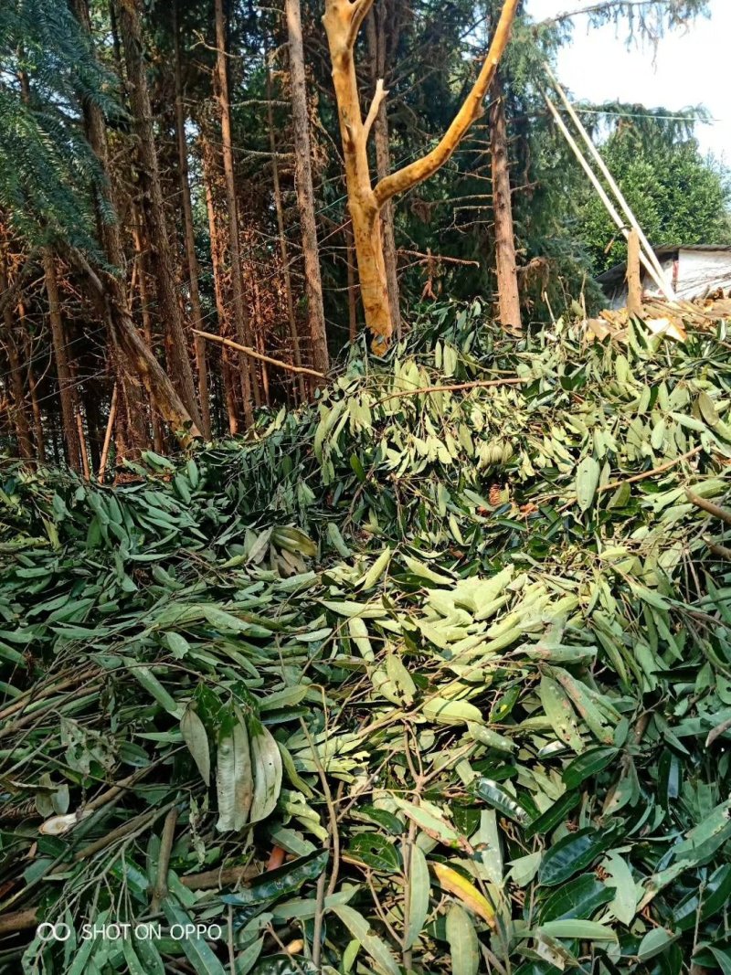 云南省屏边县，新货桂皮
