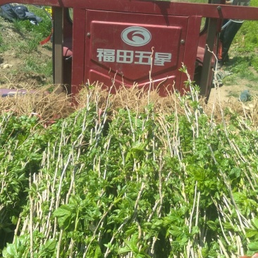 刺五加（刺拐棒）树苗
