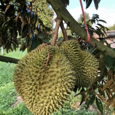 金枕榴莲