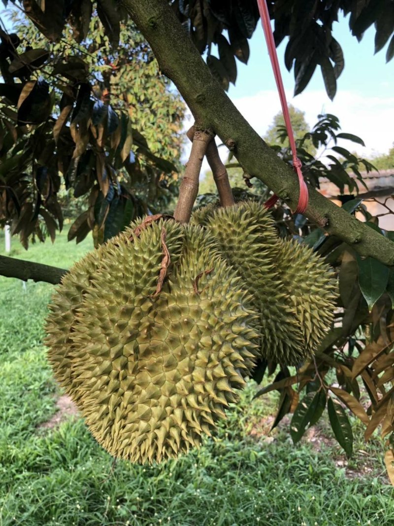 金枕榴莲
