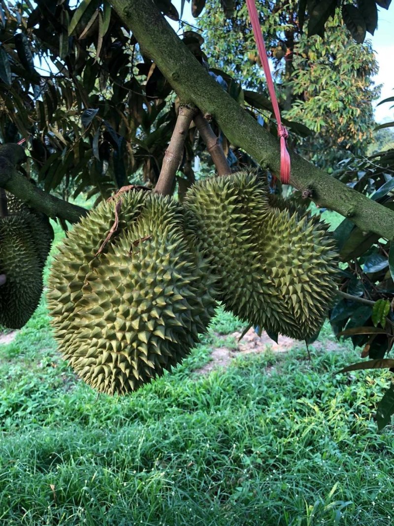 金枕榴莲