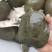 甲鱼