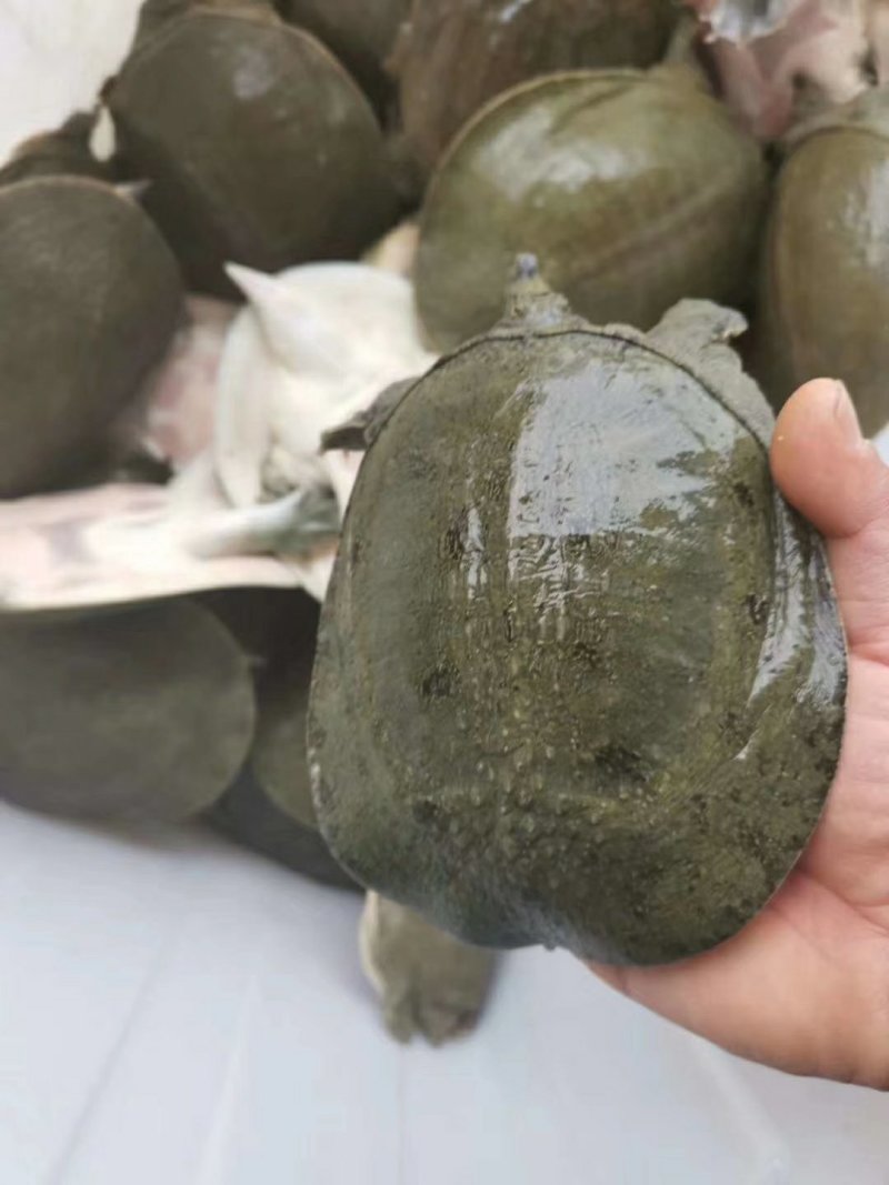 甲鱼