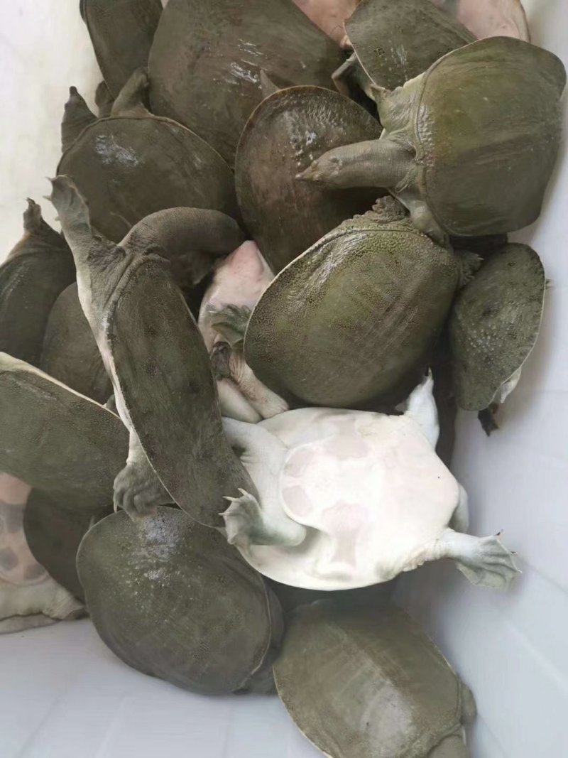 甲鱼
