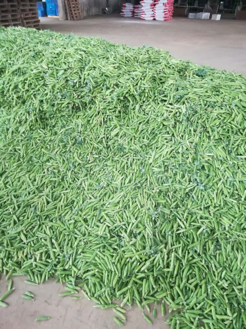 中碗6号和9甜碗豆已大量上市质量好无烂角，饱满度好