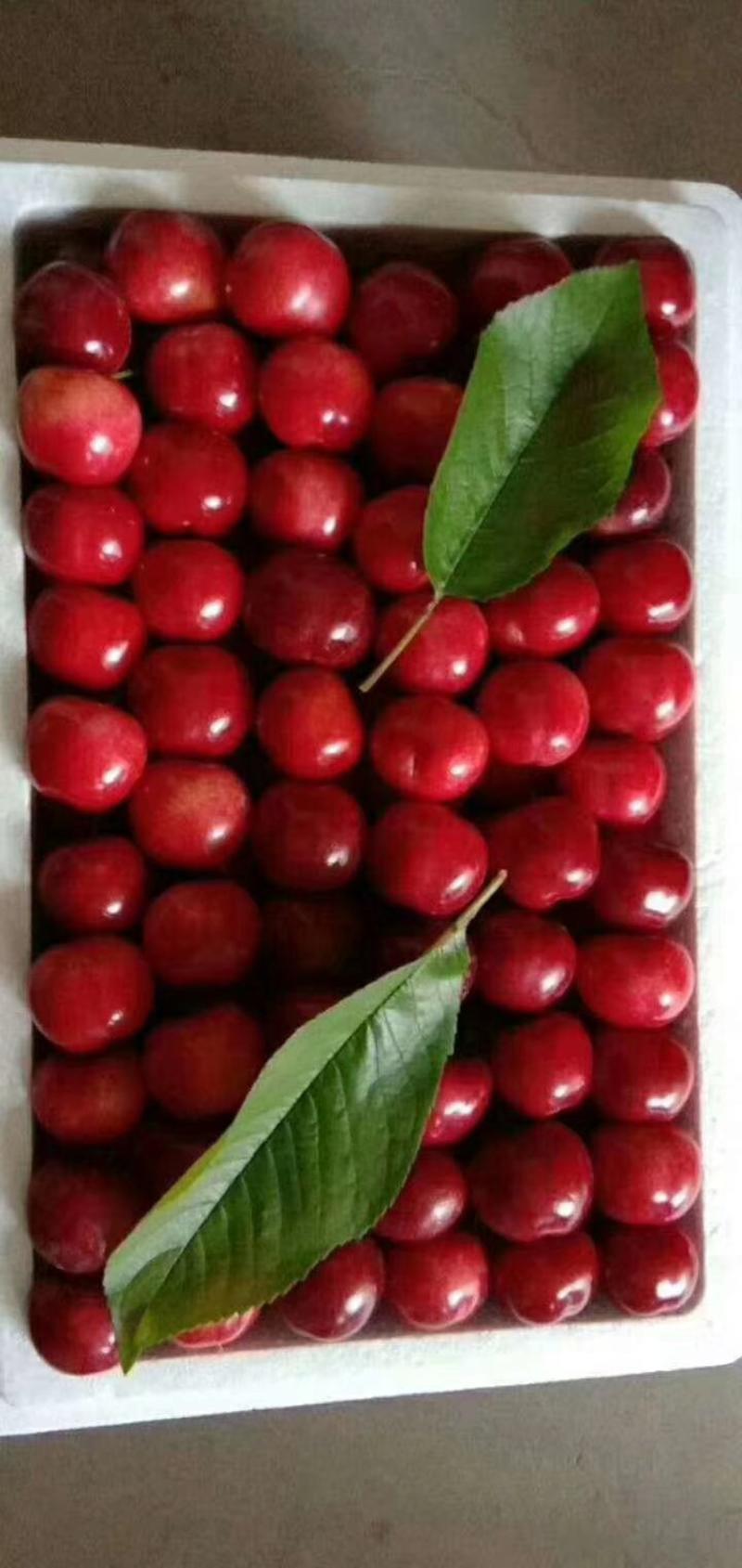 陕西露天新鲜大樱桃大量上市，品种齐全，口感甜，耐运输。