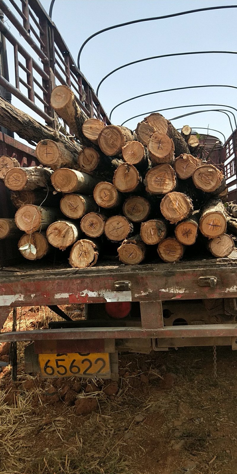 七米长桉树出售，价格面议，四米长桉树出售，价格面议