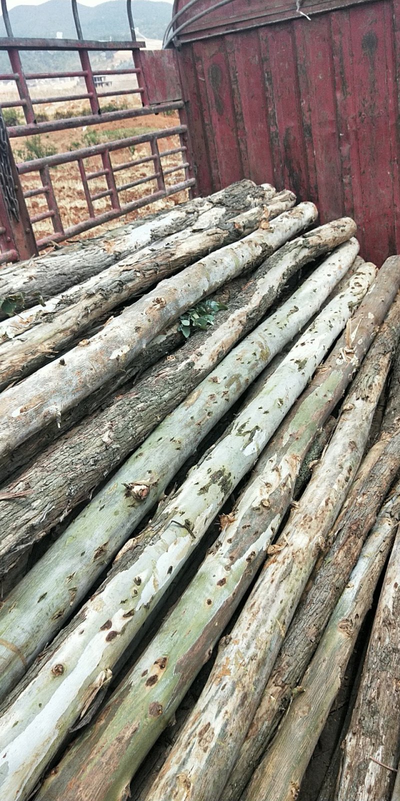 七米长桉树出售，价格面议，四米长桉树出售，价格面议