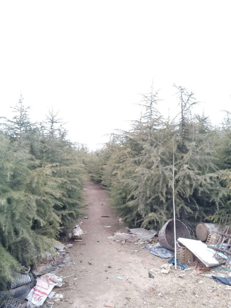 雪松3米4米5米6米一级树冠幅4米量大山东临沂货源