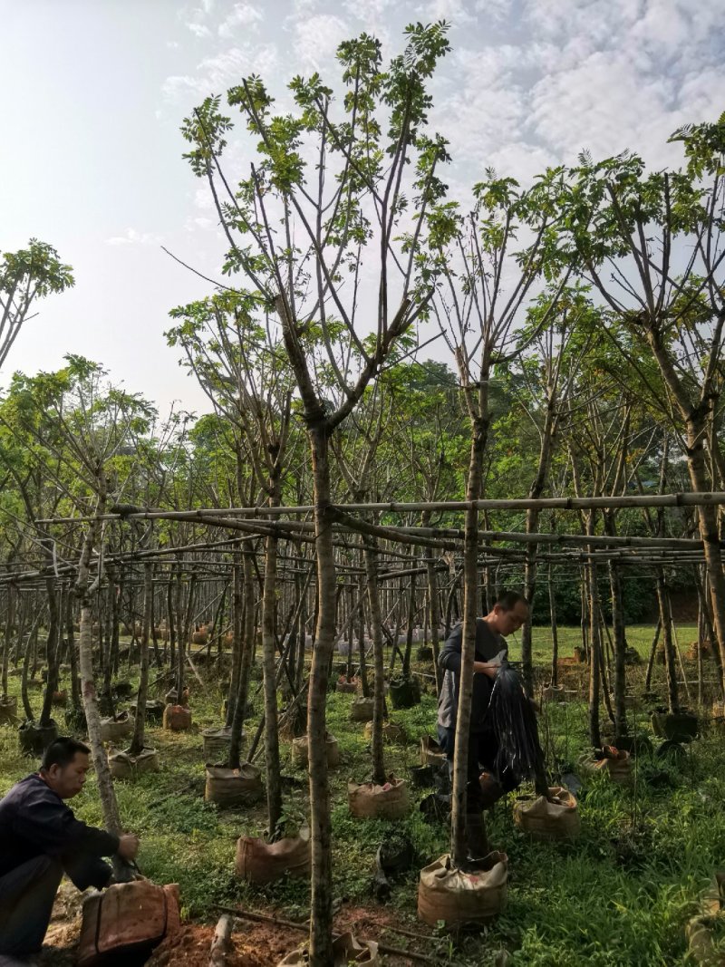 广东普宁黄花槐，槐树，产地直发，品质保证，欢迎选购
