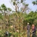 广东普宁黄花槐，槐树，产地直发，品质保证，欢迎选购