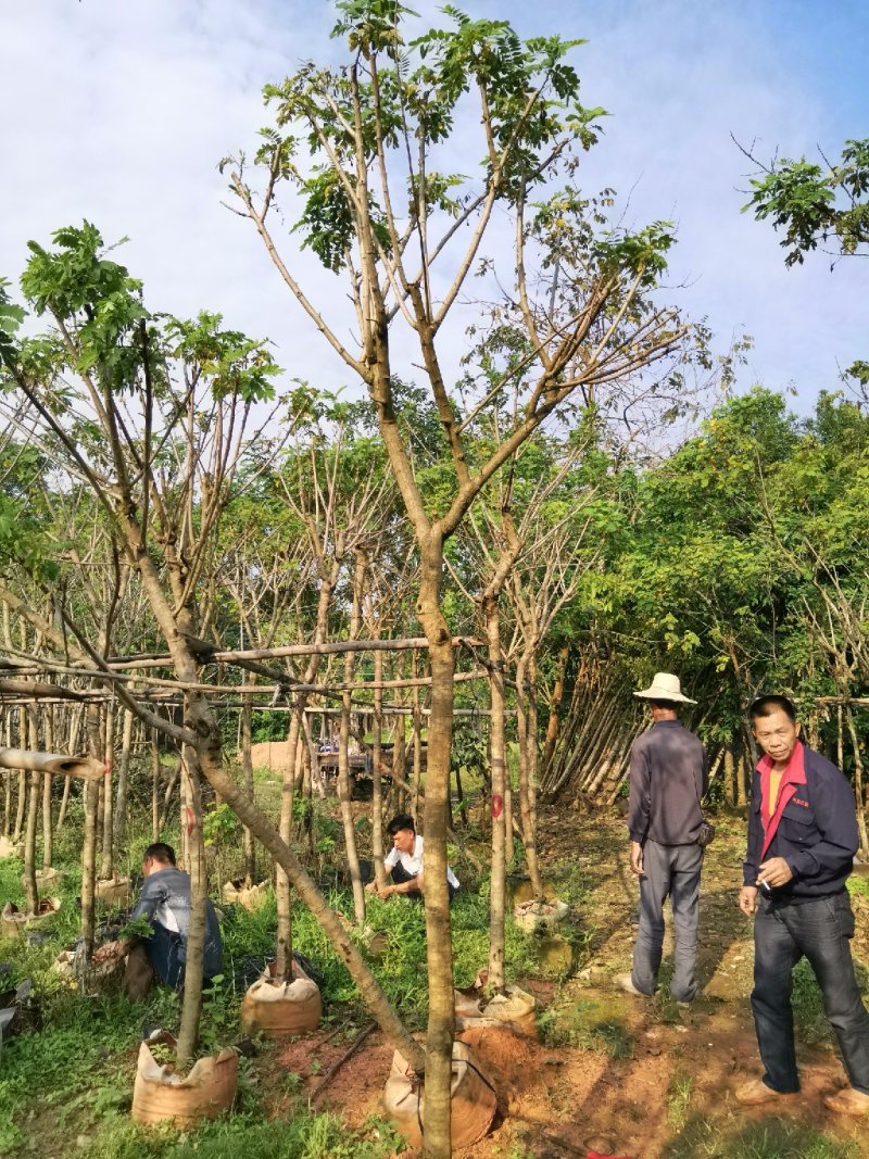 广东普宁黄花槐，槐树，产地直发，品质保证，欢迎选购