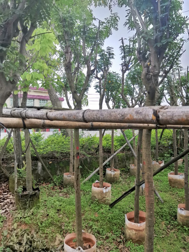 广东普宁黄花槐，槐树，产地直发，品质保证，欢迎选购