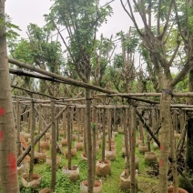 广东普宁黄花槐，槐树，产地直发，品质保证，欢迎选购