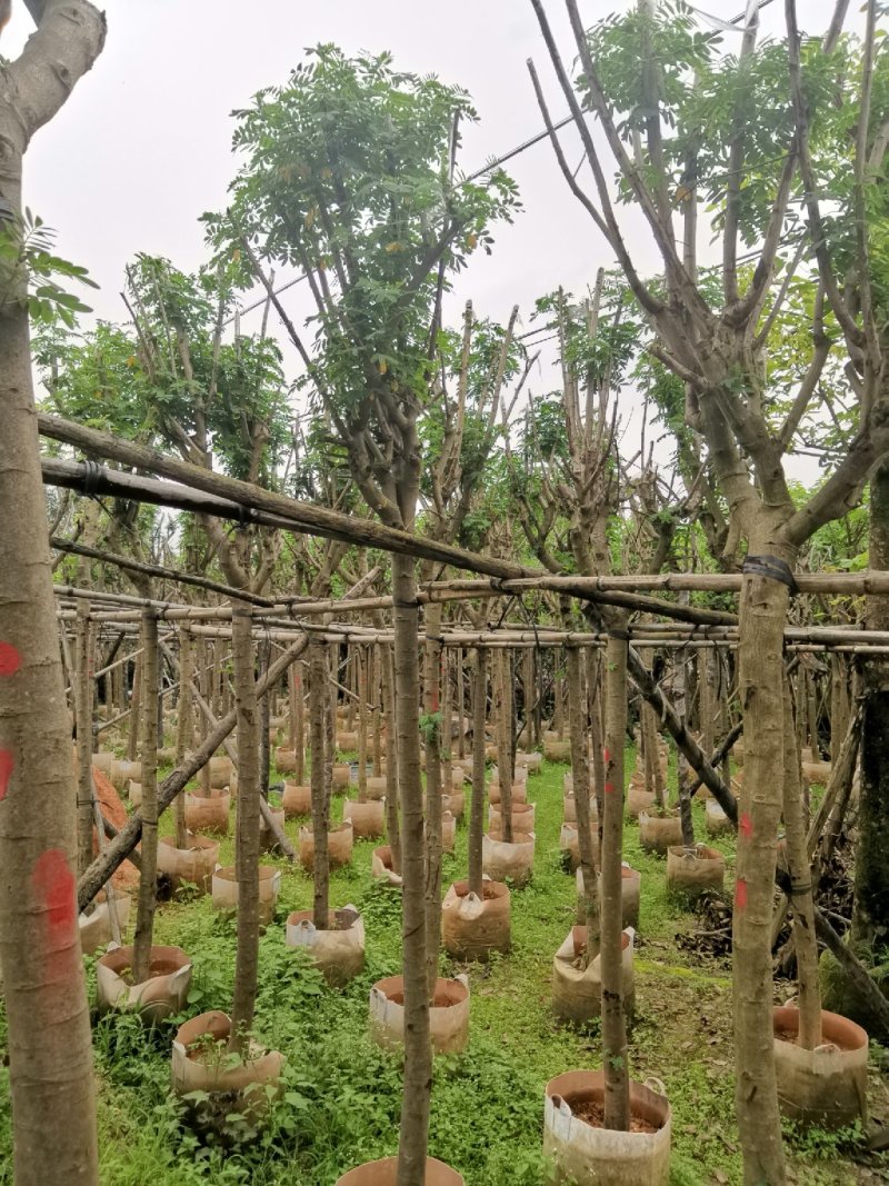 广东普宁黄花槐，槐树，产地直发，品质保证，欢迎选购
