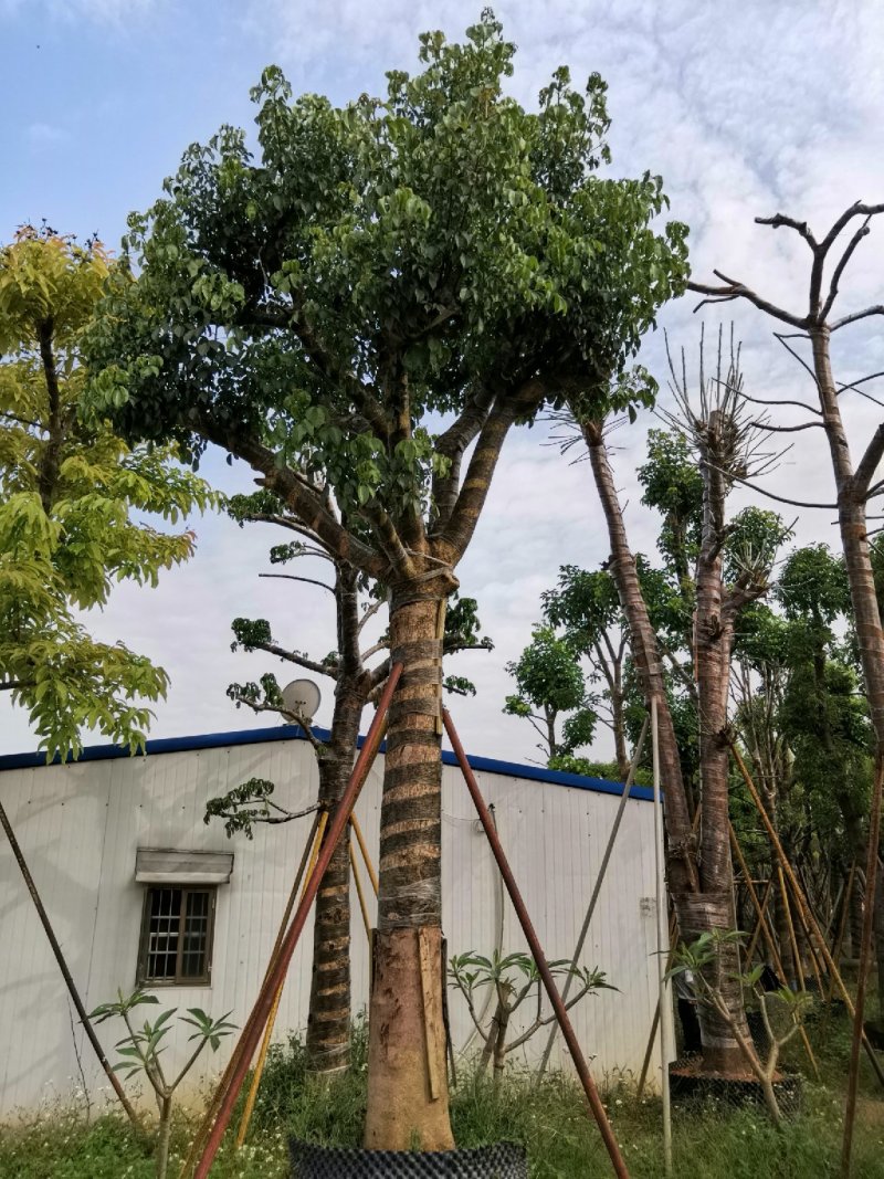 广东秋枫，15公分，基地直销，品质保证，欢迎选购