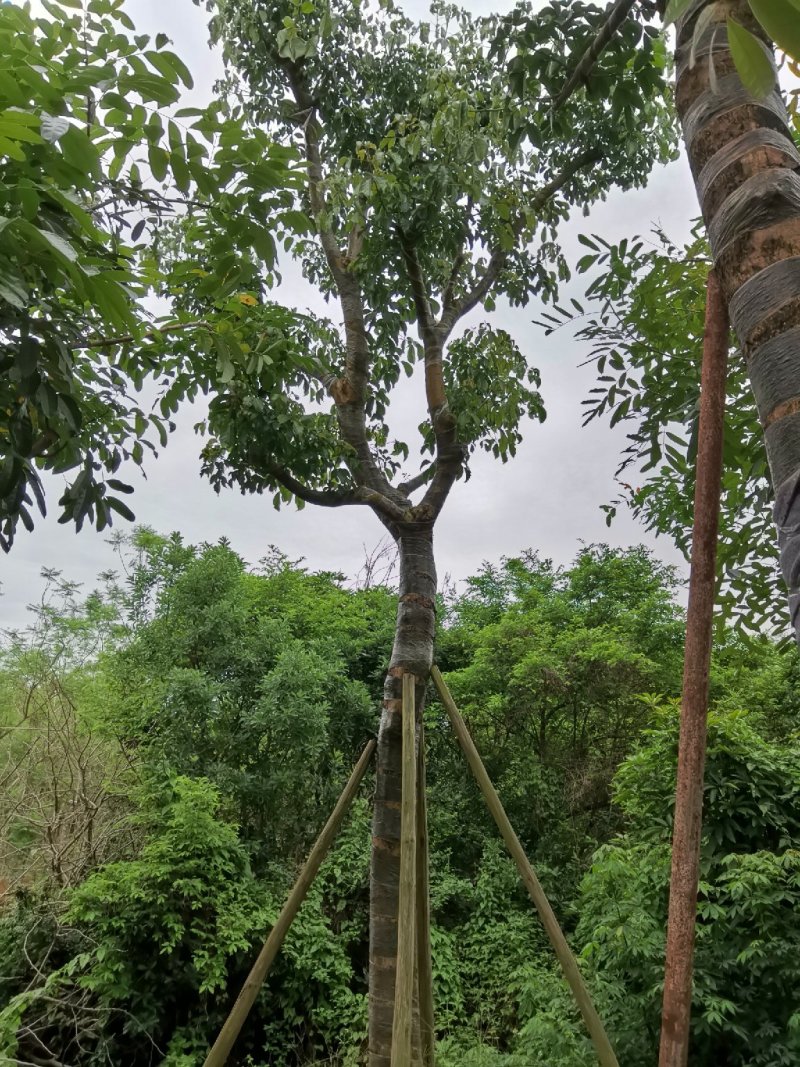 广东秋枫，15公分，基地直销，品质保证，欢迎选购