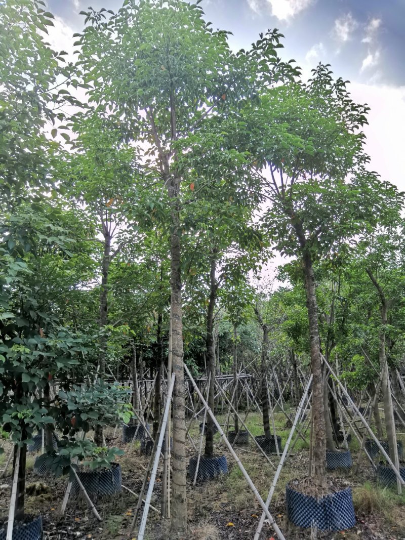 广东秋枫，15公分，基地直销，品质保证，欢迎选购