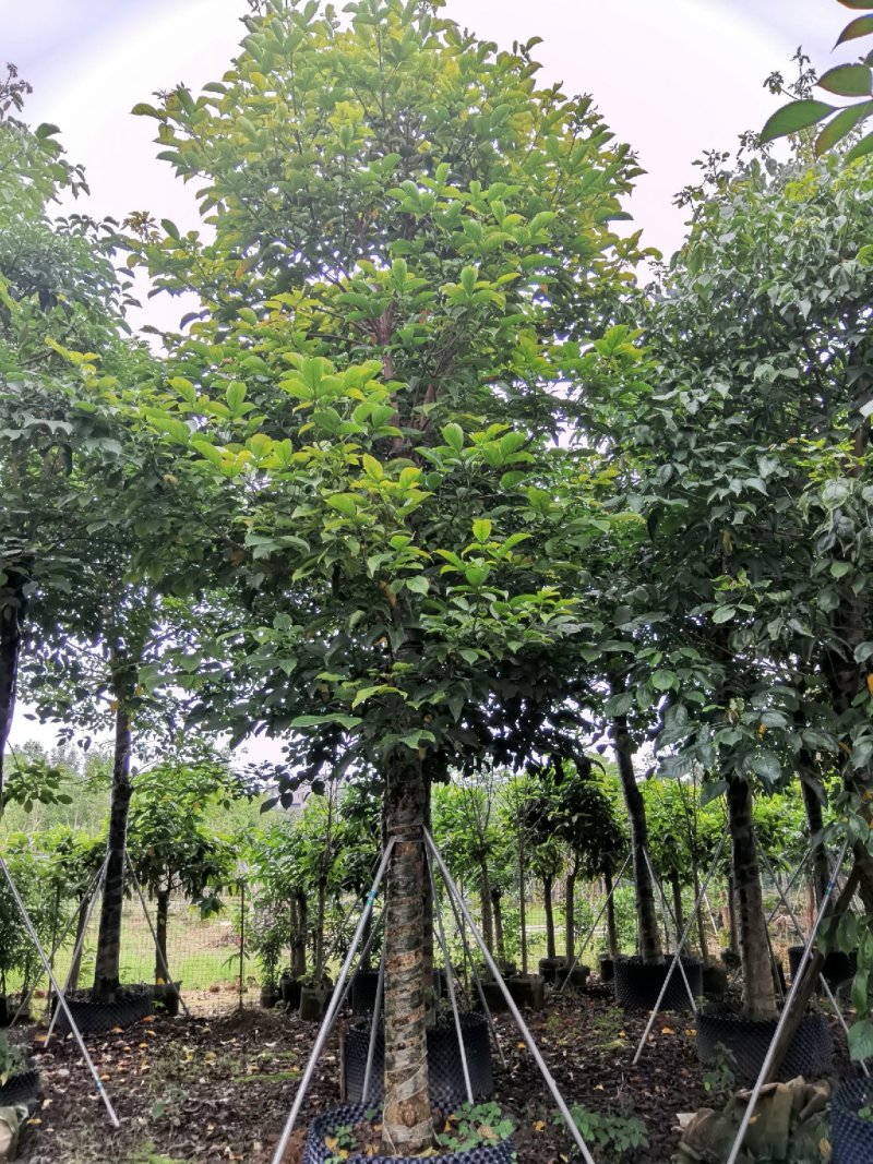 广东秋枫，15公分，基地直销，品质保证，欢迎选购