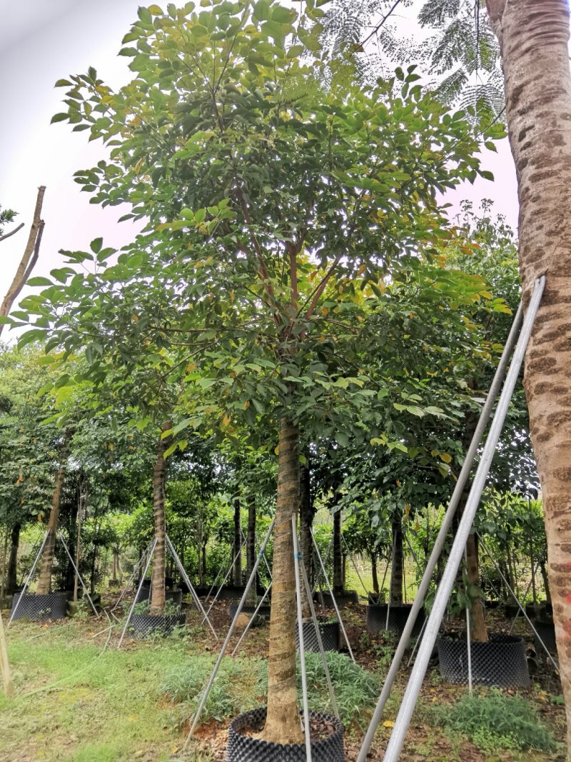广东秋枫，15公分，基地直销，品质保证，欢迎选购