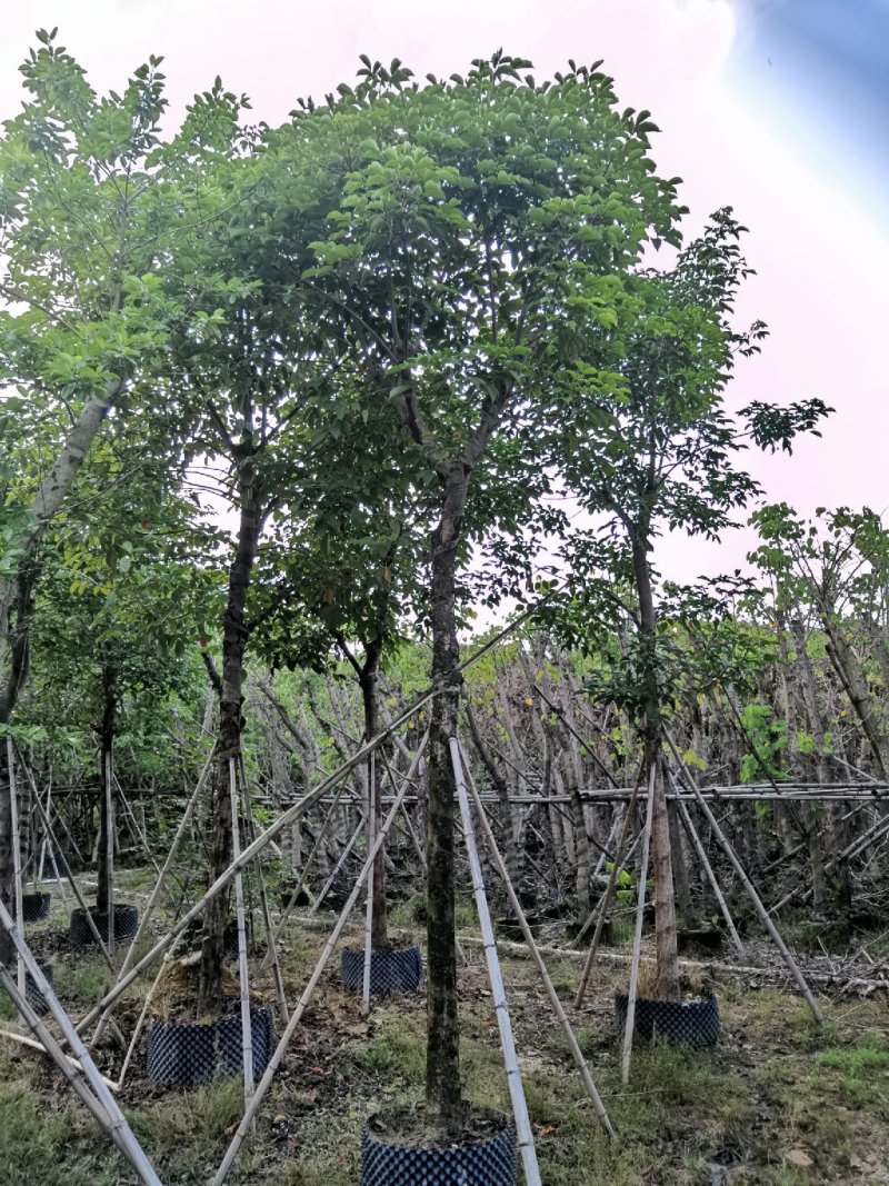 广东秋枫，15公分，基地直销，品质保证，欢迎选购