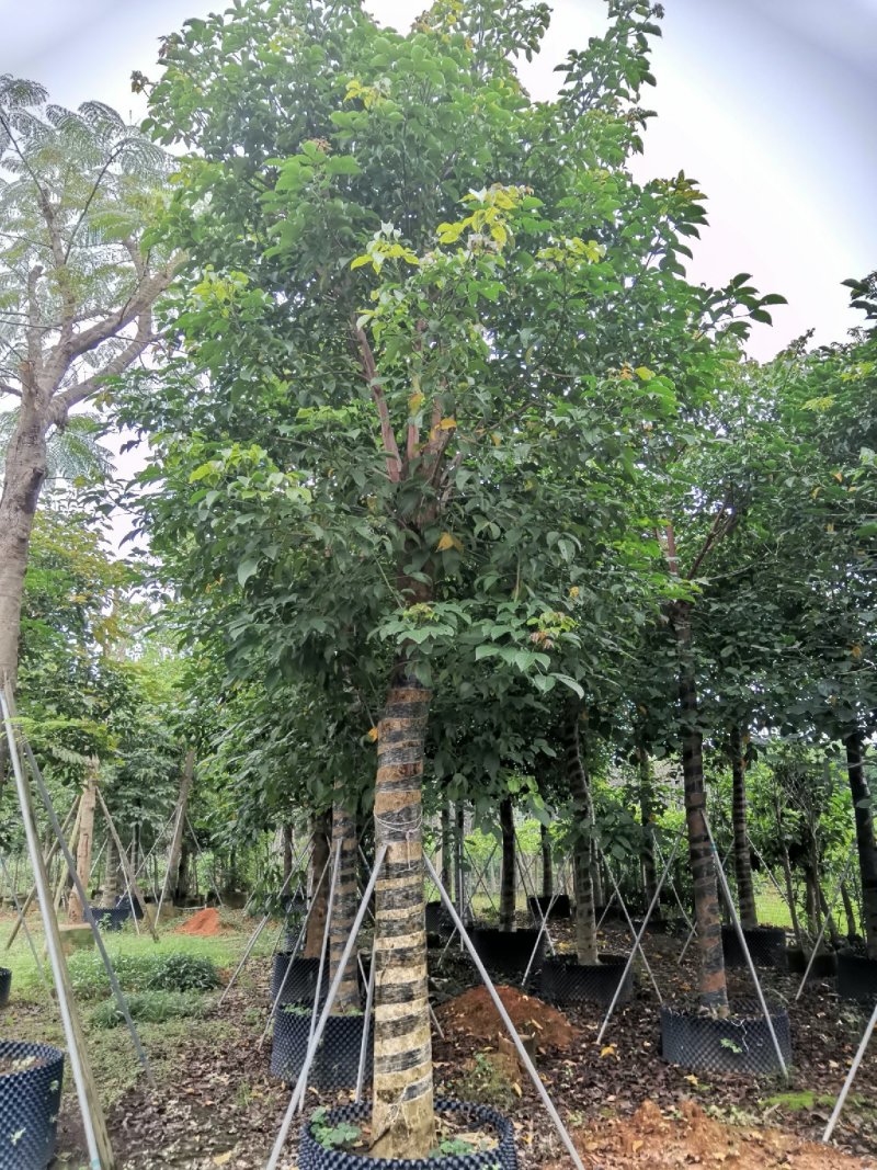 广东秋枫，15公分，基地直销，品质保证，欢迎选购