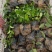 山东青州扶芳藤基地直发可视频看货量大价优