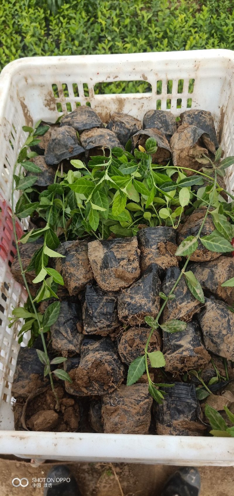 山东青州扶芳藤基地直发可视频看货量大价优