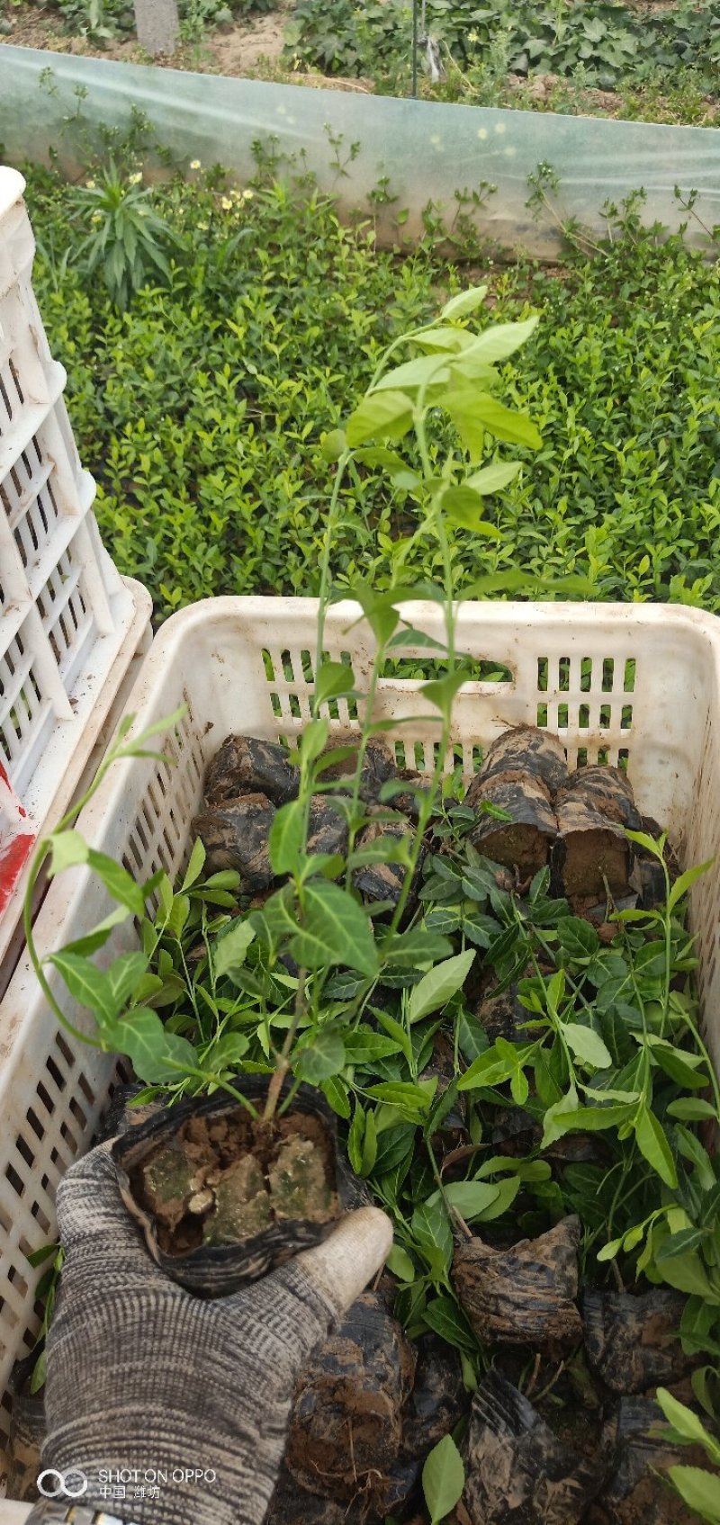 山东青州扶芳藤基地直发可视频看货量大价优