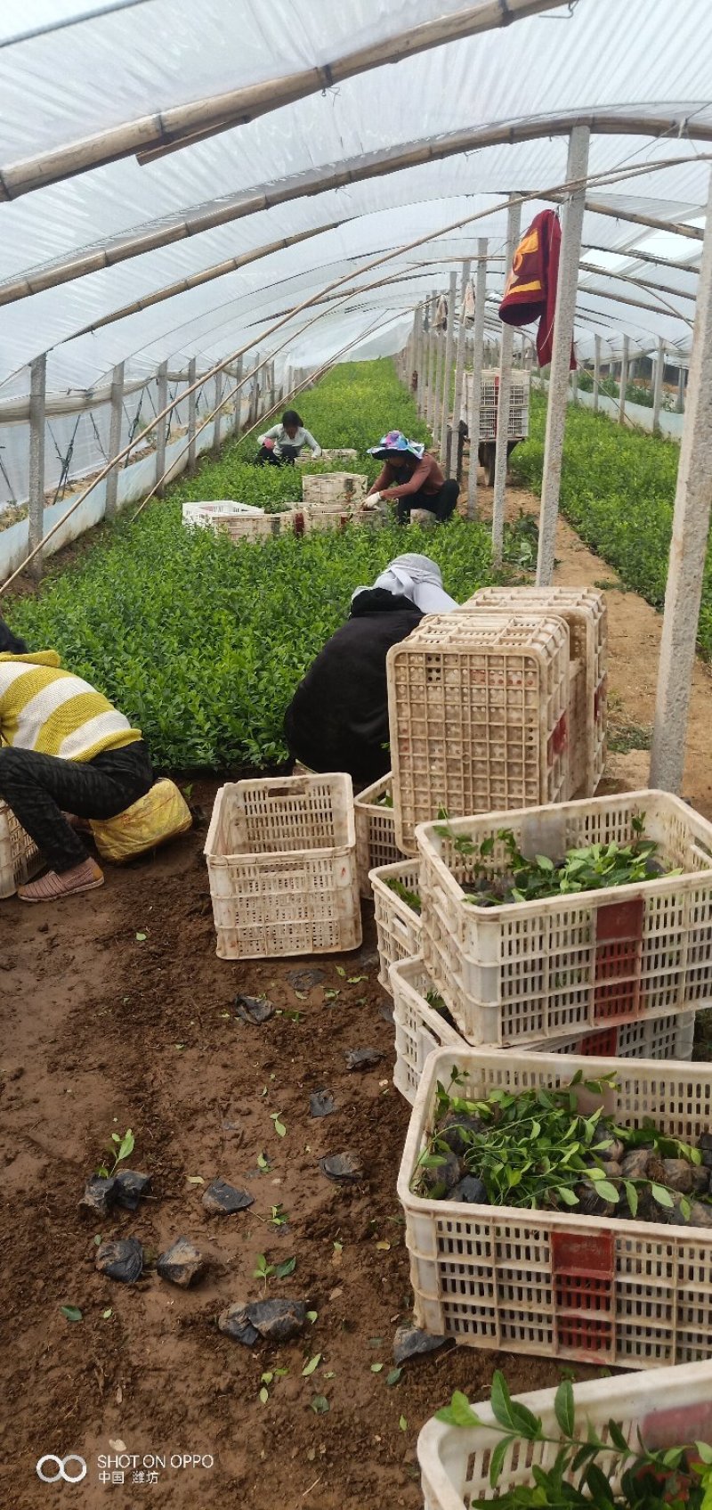 山东青州扶芳藤基地直发可视频看货量大价优