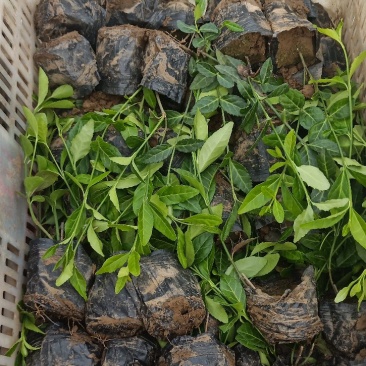 山东青州扶芳藤基地直发可视频看货量大价优