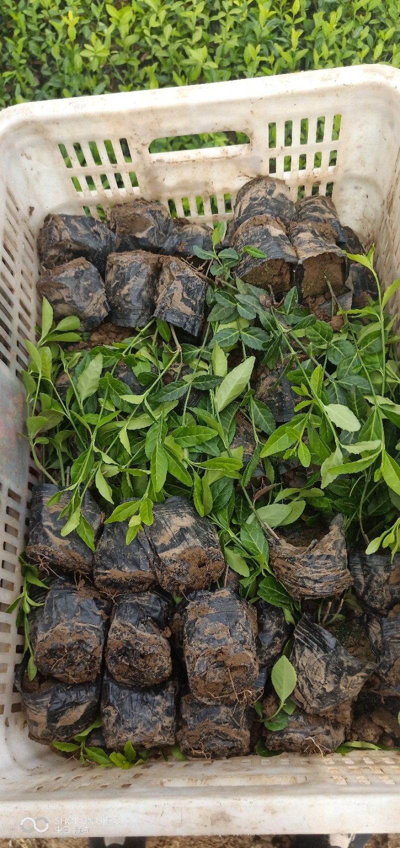 山东青州扶芳藤基地直发可视频看货量大价优