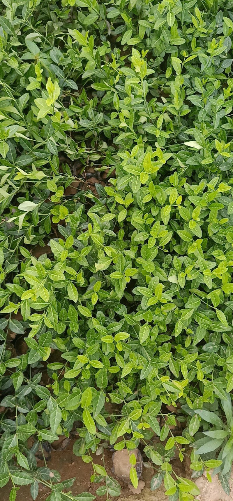 山东青州扶芳藤基地直发可视频看货量大价优