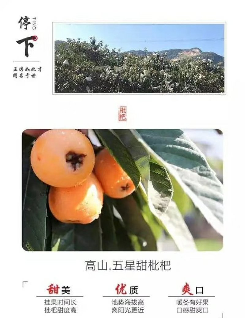 大五星枇杷