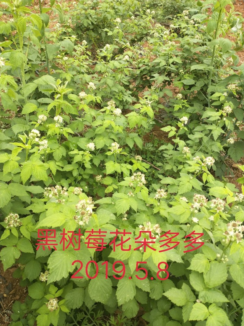 红树莓苗，高度四十分以上