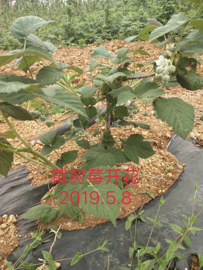 红树莓苗，高度四十分以上