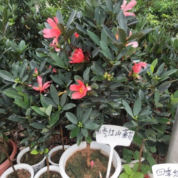 山茶花树苗四季红山茶花苗营养杯苗基地直供
