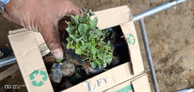 《荆芥》基地直发可视频看货量大价