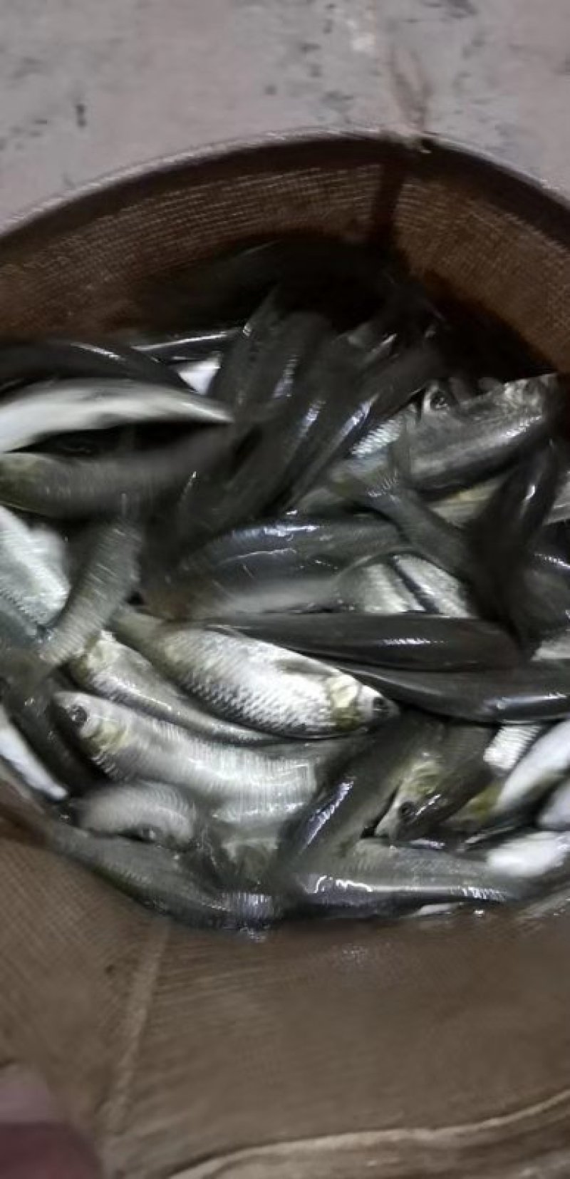 鲫鱼苗各种规格应有尽有，量大从优，欢迎你的来电