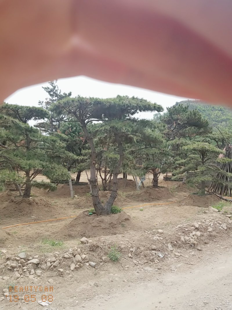 造型油松低价造型松