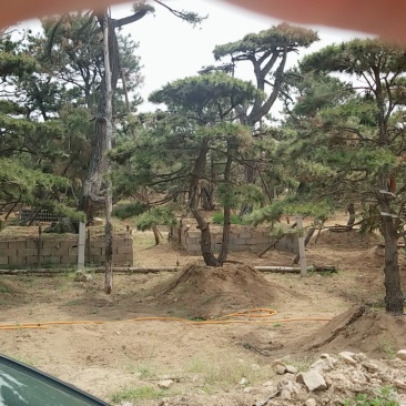 造型油松低价造型松