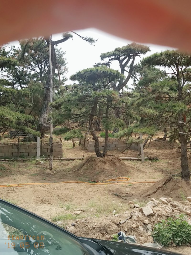 造型油松低价造型松