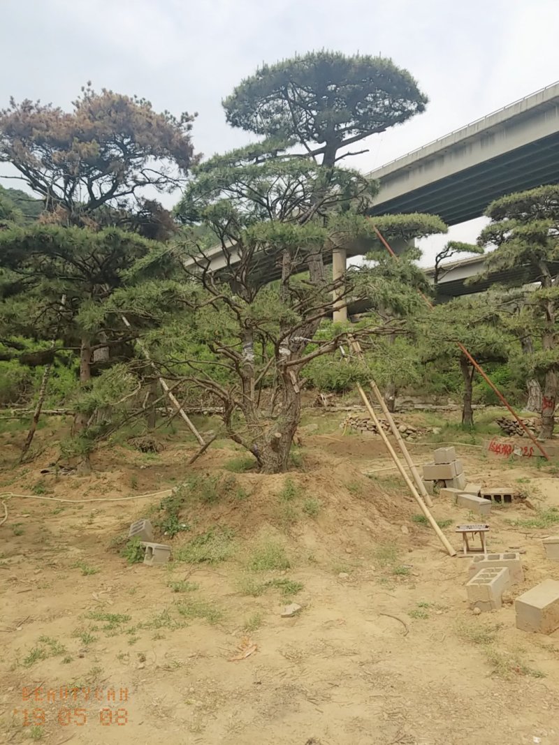 造型油松低价造型松
