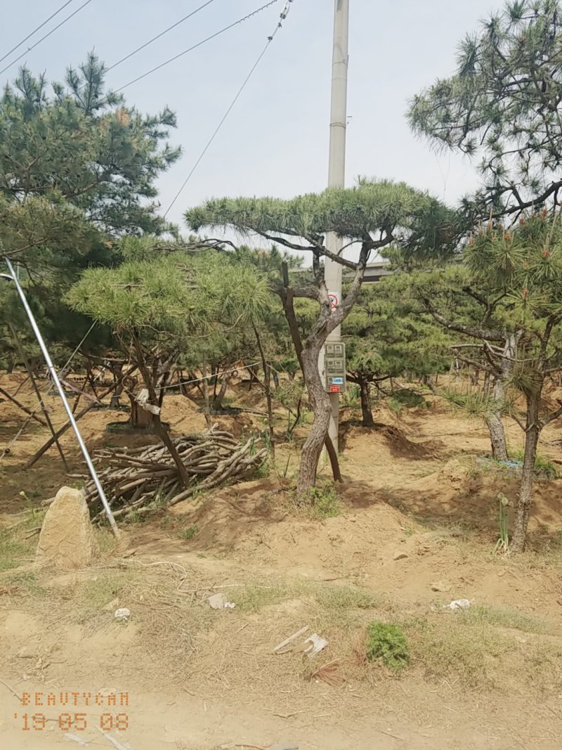 造型油松低价造型松