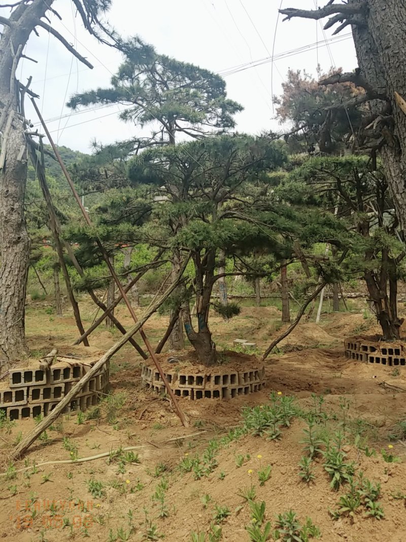 造型油松低价造型松