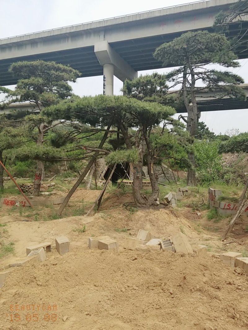 造型油松低价造型松